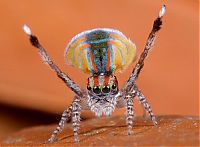 Fauna & Flora: small colorful spider