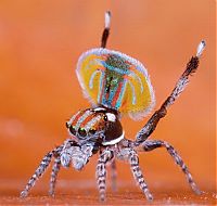 Fauna & Flora: small colorful spider