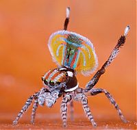 TopRq.com search results: small colorful spider