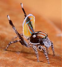 Fauna & Flora: small colorful spider