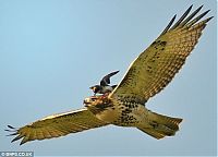 Fauna & Flora: hawk taxi