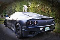 TopRq.com search results: ferrari goat