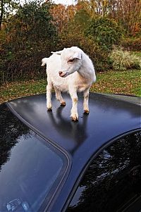 TopRq.com search results: ferrari goat