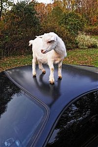 Fauna & Flora: ferrari goat