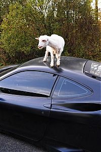 Fauna & Flora: ferrari goat