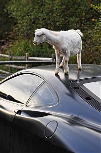 Fauna & Flora: ferrari goat