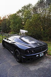 TopRq.com search results: ferrari goat