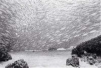 Fauna & Flora: Huge shoals of fish