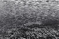 Fauna & Flora: Huge shoals of fish