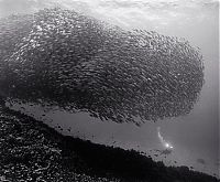 Fauna & Flora: Huge shoals of fish