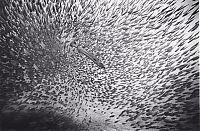 TopRq.com search results: Huge shoals of fish
