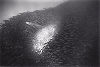 TopRq.com search results: Huge shoals of fish