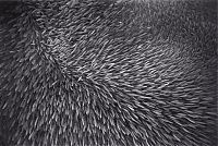 TopRq.com search results: Huge shoals of fish