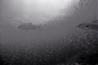 TopRq.com search results: Huge shoals of fish