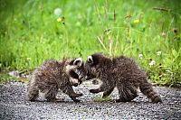 TopRq.com search results: cute badger