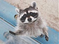 TopRq.com search results: cute badger