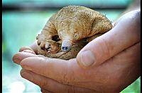 Fauna & Flora: bald mole
