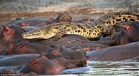 TopRq.com search results: Crocodile killed by hippo