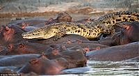 Fauna & Flora: Crocodile killed by hippo