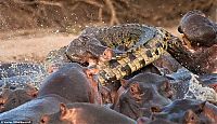 Fauna & Flora: Crocodile killed by hippo