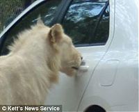 Fauna & Flora: Leo opened Toyota car, park in Johannesburg, South Africa