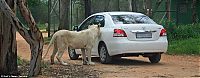 Fauna & Flora: Leo opened Toyota car, park in Johannesburg, South Africa