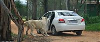 Fauna & Flora: Leo opened Toyota car, park in Johannesburg, South Africa