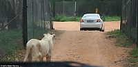 Fauna & Flora: Leo opened Toyota car, park in Johannesburg, South Africa