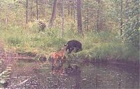 Fauna & Flora: bear and deer battle
