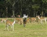 Fauna & Flora: deer mammal