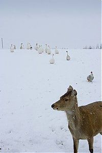 Fauna & Flora: deer mammal