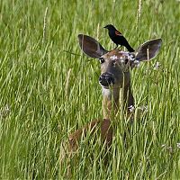 Fauna & Flora: deer mammal