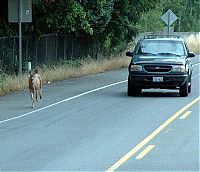 Fauna & Flora: deer mammal