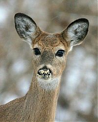 Fauna & Flora: deer mammal