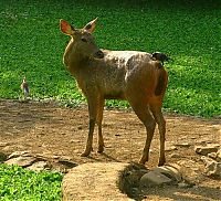 Fauna & Flora: deer mammal