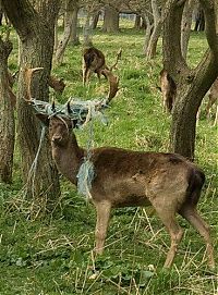 Fauna & Flora: deer mammal