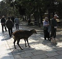 Fauna & Flora: deer mammal