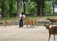 Fauna & Flora: deer mammal