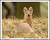 Fauna & Flora: deer mammal