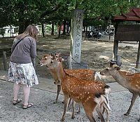 Fauna & Flora: deer mammal