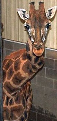 TopRq.com search results: giraffe with a broken neck