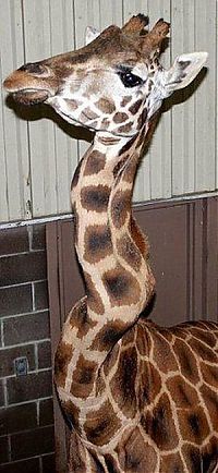 Fauna & Flora: giraffe with a broken neck