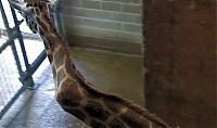 TopRq.com search results: giraffe with a broken neck