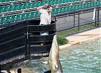 TopRq.com search results: crocodiles feeding