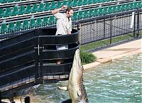 Fauna & Flora: crocodiles feeding