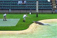 Fauna & Flora: crocodiles feeding