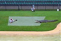 Fauna & Flora: crocodiles feeding