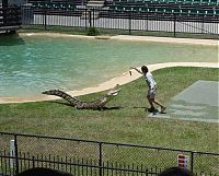 Fauna & Flora: crocodiles feeding