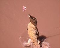 Fauna & Flora: crocodiles feeding