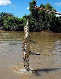 Fauna & Flora: crocodiles feeding